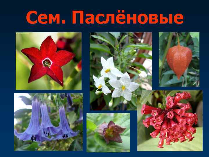 Сем. Паслёновые 