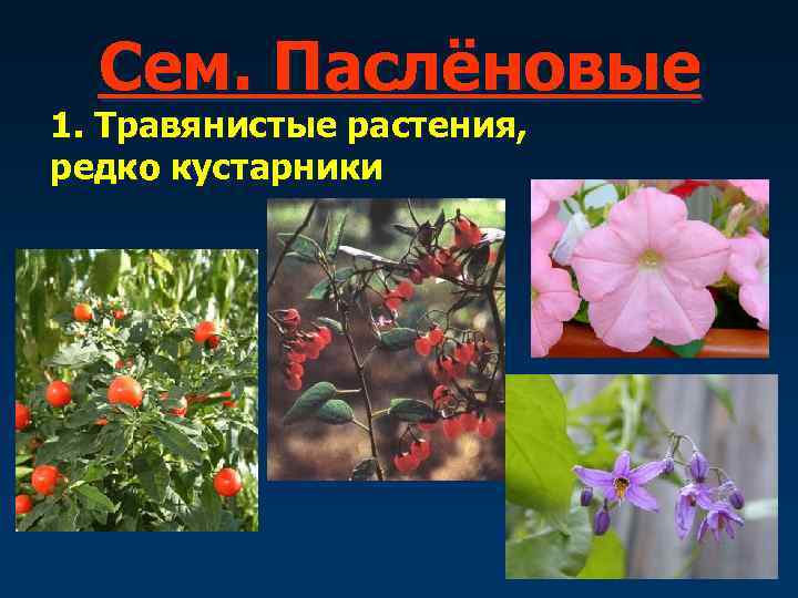  Сем. Паслёновые 1. Травянистые растения, редко кустарники 