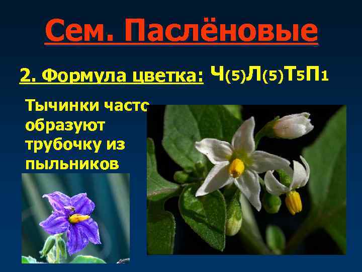  Сем. Паслёновые 2. Формула цветка: Ч(5)Л(5)Т 5 П 1 Тычинки часто образуют трубочку