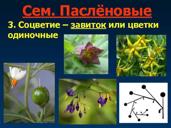   Сем. Паслёновые 3. Соцветие – завиток или цветки одиночные 
