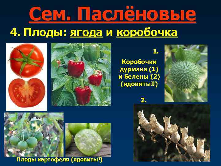   Сем. Паслёновые 4. Плоды: ягода и коробочка     