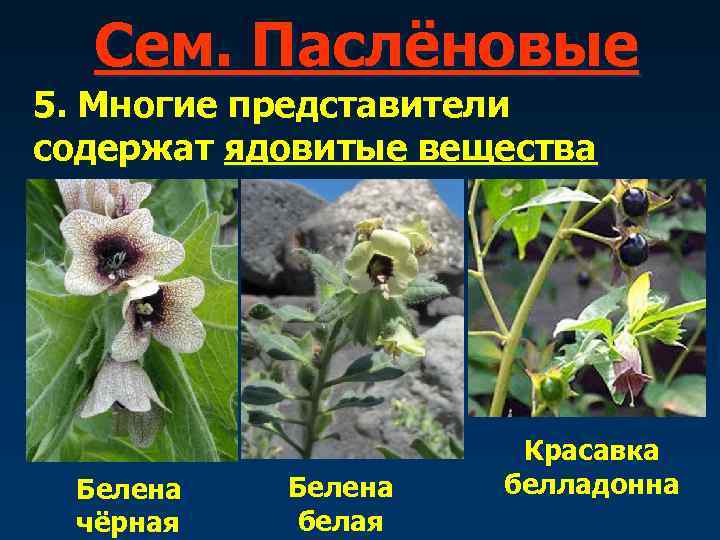   Сем. Паслёновые 5. Многие представители содержат ядовитые вещества    