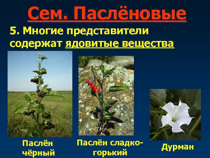  Сем. Паслёновые 5. Многие представители содержат ядовитые вещества  Паслён сладко-  