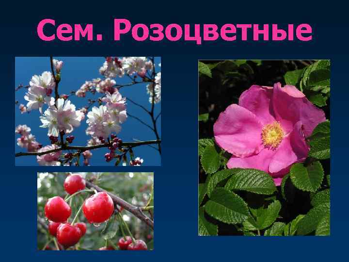 Сем. Розоцветные 