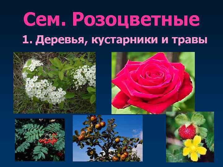 Сем. Розоцветные 1. Деревья, кустарники и травы 