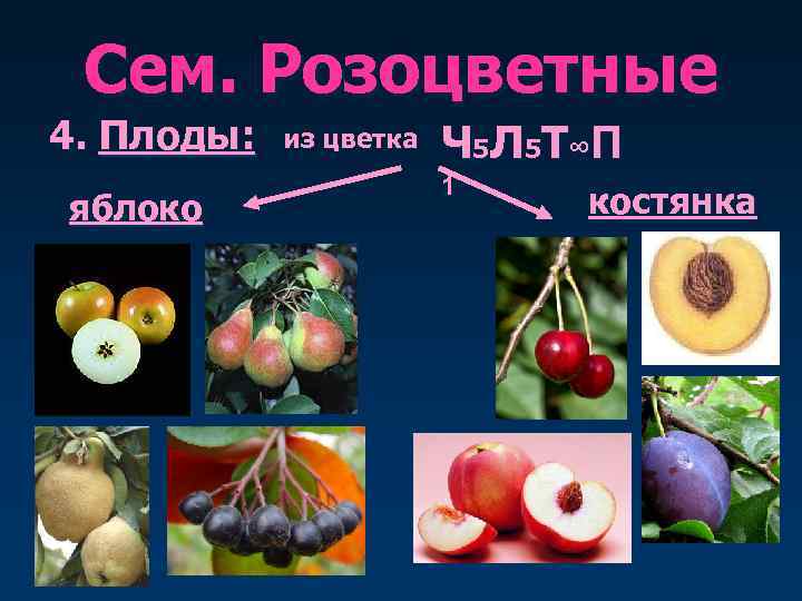  Сем. Розоцветные 4. Плоды:  из цветка  Ч 5 Л 5 Т∞