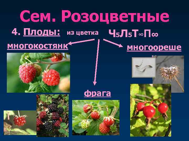 Сем. Розоцветные 4. Плоды:  из цветка  Ч 5 Л 5 Т∞