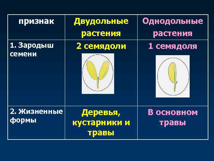  признак  Двудольные Однодольные   растения 1. Зародыш 2 семядоли 1 семядоля