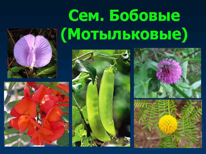  Сем. Бобовые (Мотыльковые) 