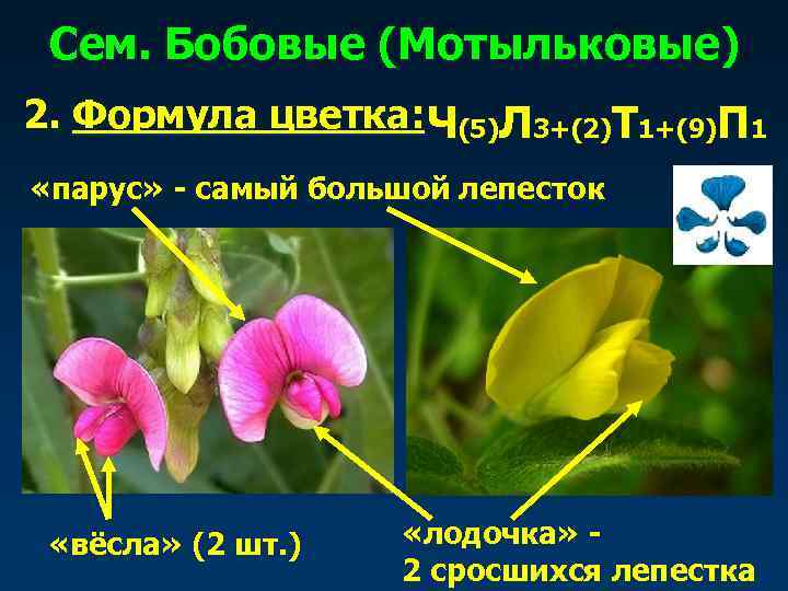  Сем. Бобовые (Мотыльковые) 2. Формула цветка: Ч(5)Л 3+(2)Т 1+(9)П 1 «парус» - самый