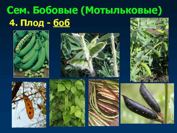 Сем. Бобовые (Мотыльковые) 4. Плод - боб 