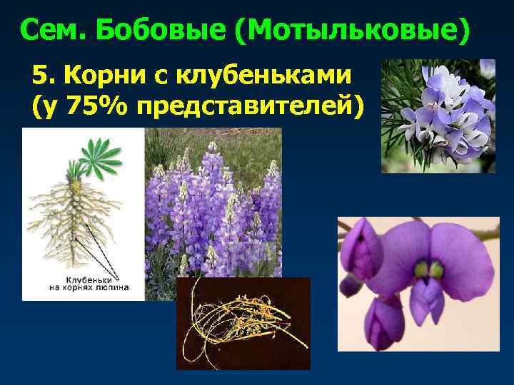 Сем. Бобовые (Мотыльковые) 5. Корни с клубеньками (у 75% представителей) 