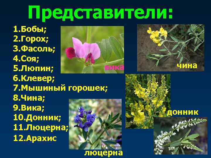  Представители: 1. Бобы; 2. Горох; 3. Фасоль; 4. Соя; 5. Люпин;  