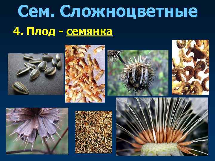 Сем. Сложноцветные 4. Плод - семянка 
