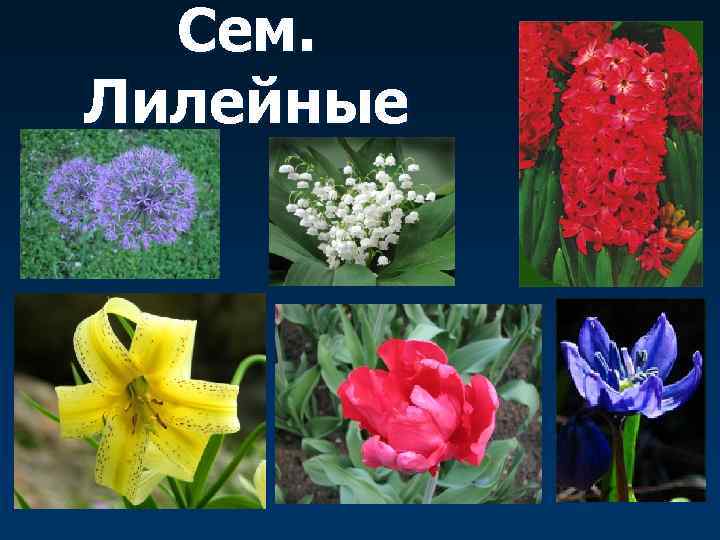  Сем. Лилейные 
