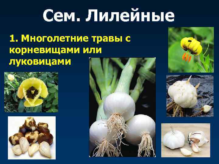  Сем. Лилейные 1. Многолетние травы с корневищами или луковицами 