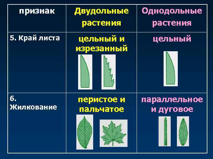  признак  Двудольные  Однодольные   растения 5. Край листа  цельный