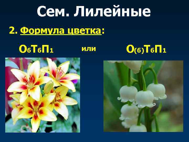  Сем. Лилейные 2. Формула цветка:  О 6 Т 6 П 1 