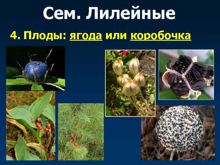  Сем. Лилейные 4. Плоды: ягода или коробочка 