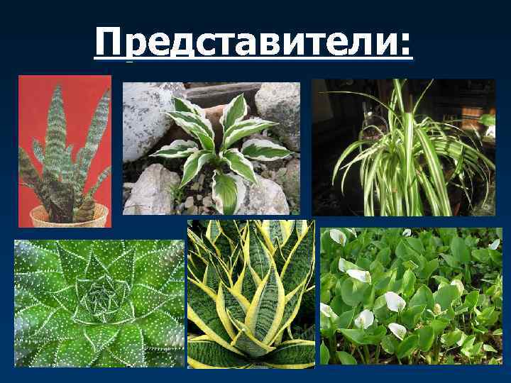 Представители: 