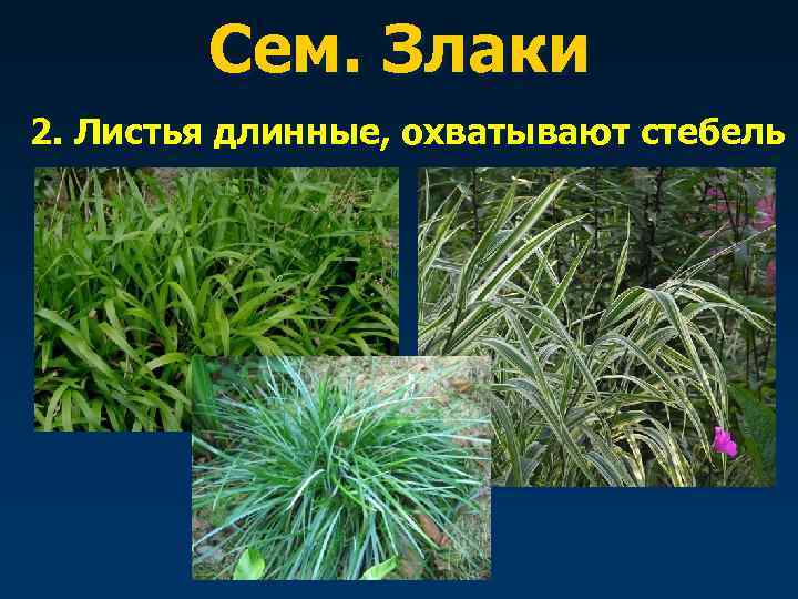   Сем. Злаки 2. Листья длинные, охватывают стебель 
