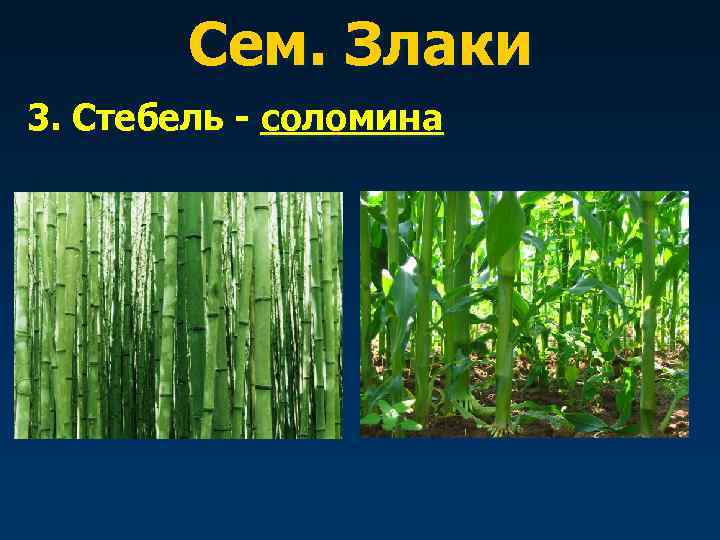   Сем. Злаки 3. Стебель - соломина 