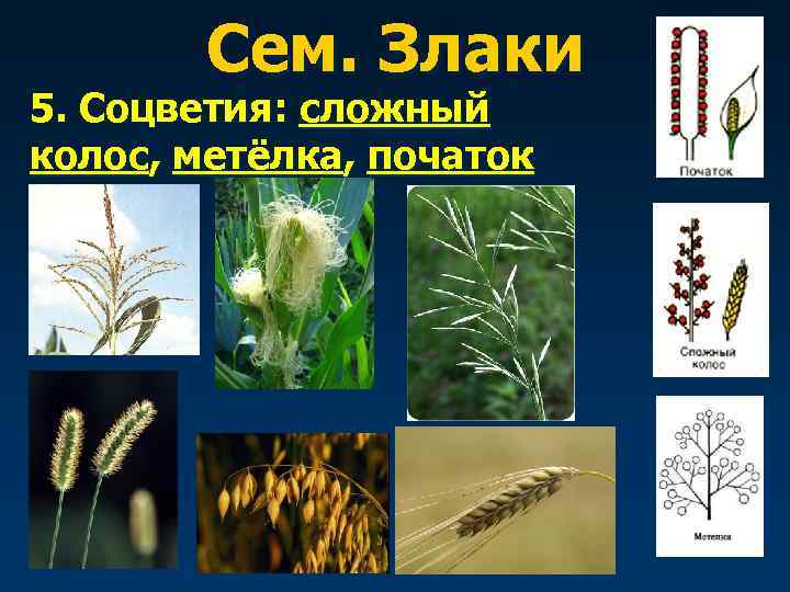   Сем. Злаки 5. Соцветия: сложный колос, метёлка, початок 