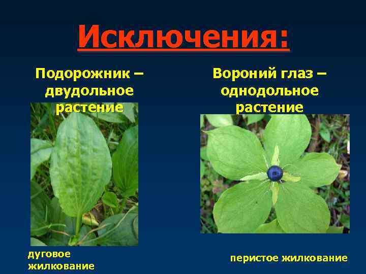   Исключения:  Подорожник –  Вороний глаз –  двудольное однодольное 