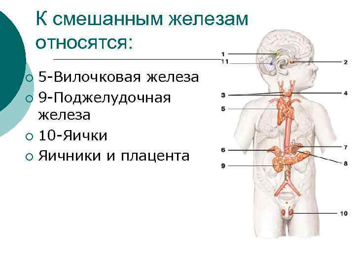 Самая крупная эндокринная железа. Эндокринная система человека. Железы внутренней секреции у детей. К эндокринным железам относят. Эндокринные органы человека.