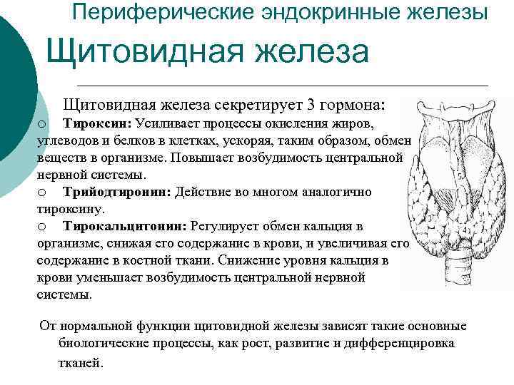  Периферические эндокринные железы Щитовидная железа секретирует 3 гормона: ¡  Тироксин: Усиливает процессы