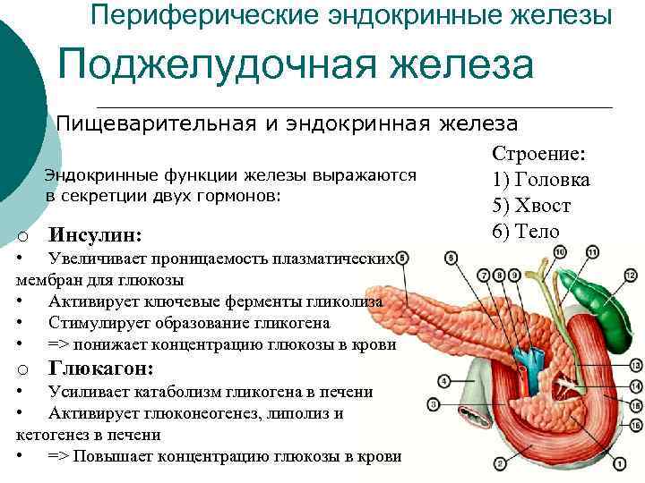 Выберите три верно обозначенные подписи к рисунку строение эндокринной системы человека