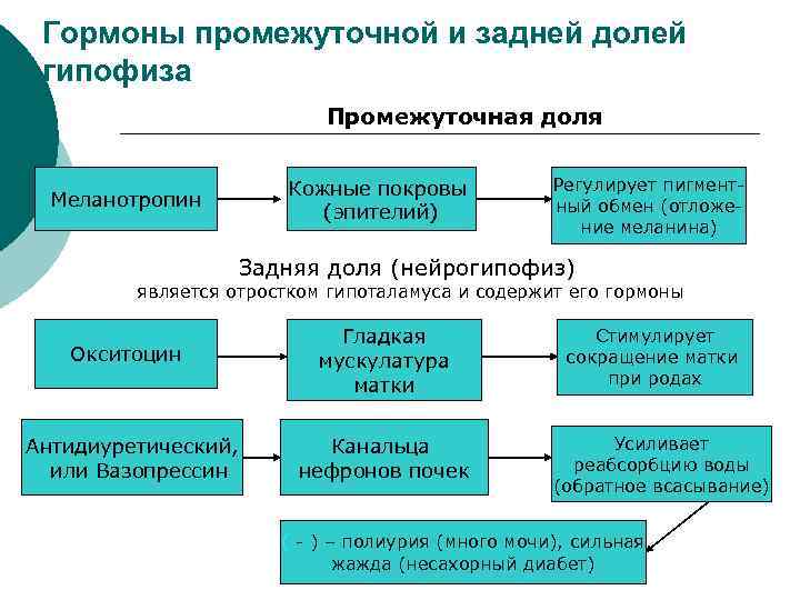   Гормоны промежуточной и задней долей гипофиза ¡     