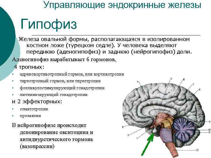     Управляющие эндокринные железы  Гипофиз Железа овальной формы, располагающаяся в
