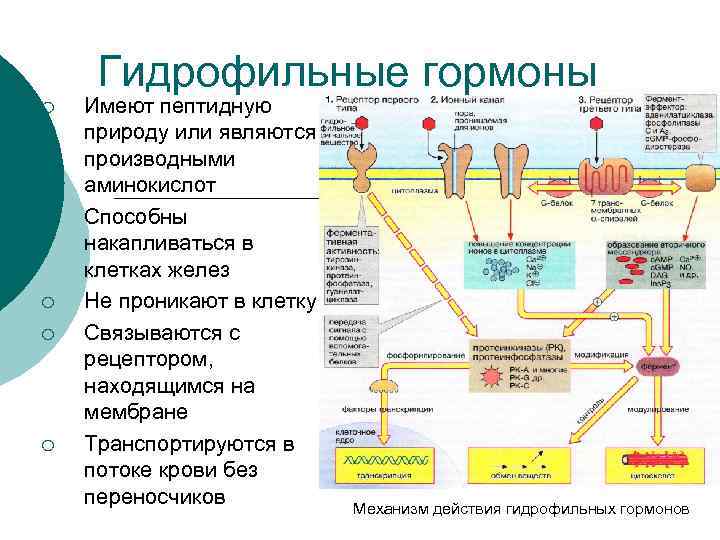  Гидрофильные гормоны ¡  Имеют пептидную природу или являются производными аминокислот ¡ 
