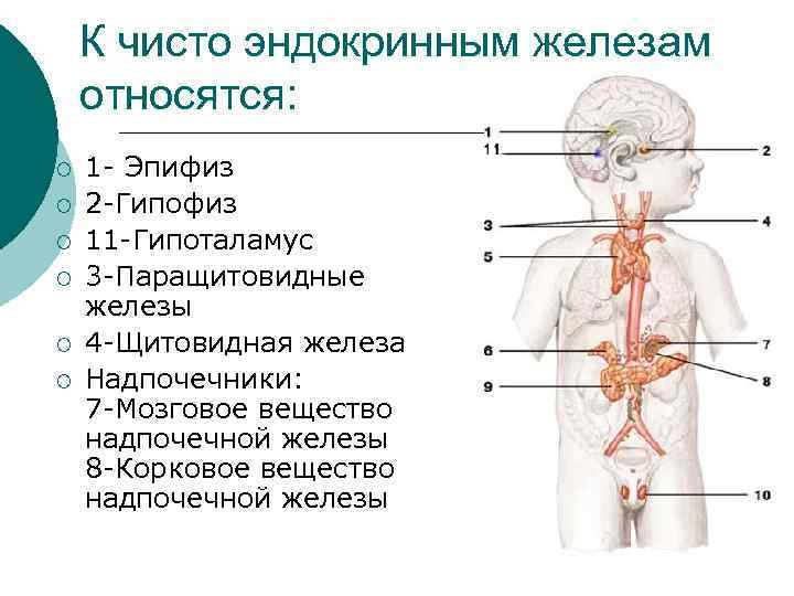   К чисто эндокринным железам относятся: ¡  1 - Эпифиз ¡ 