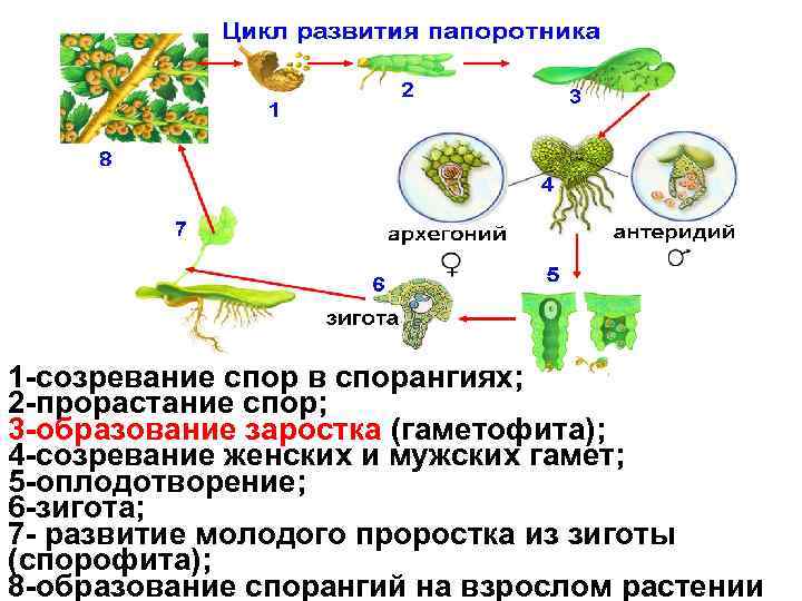 1 -созревание спор в спорангиях; 2 -прорастание спор; 3 -образование заростка (гаметофита); 4 -созревание