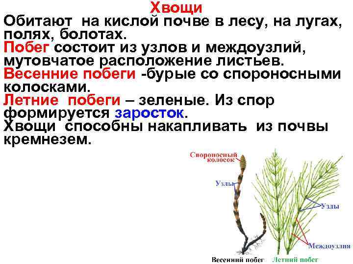    Хвощи Обитают на кислой почве в лесу, на лугах, полях, болотах.