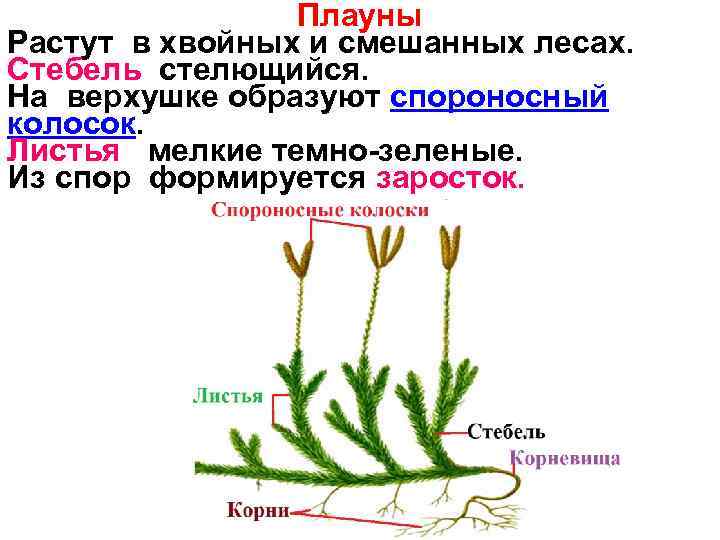     Плауны Растут в хвойных и смешанных лесах. Стебель стелющийся. На