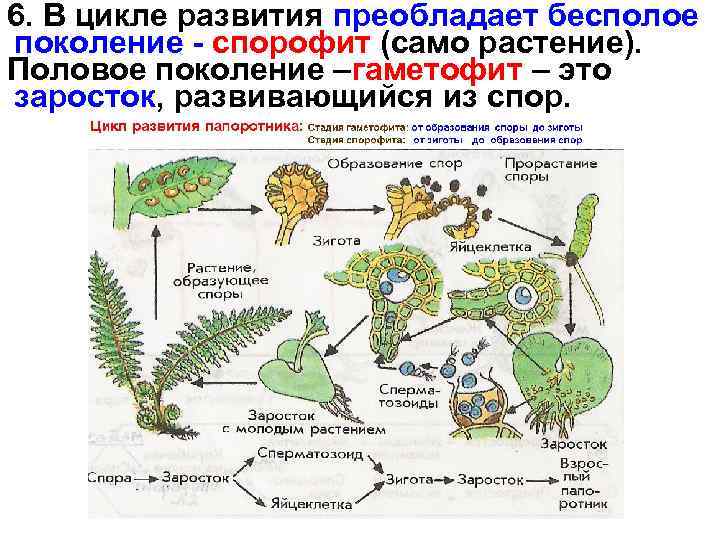 6. В цикле развития преобладает бесполое поколение - спорофит (само растение). Половое поколение –гаметофит