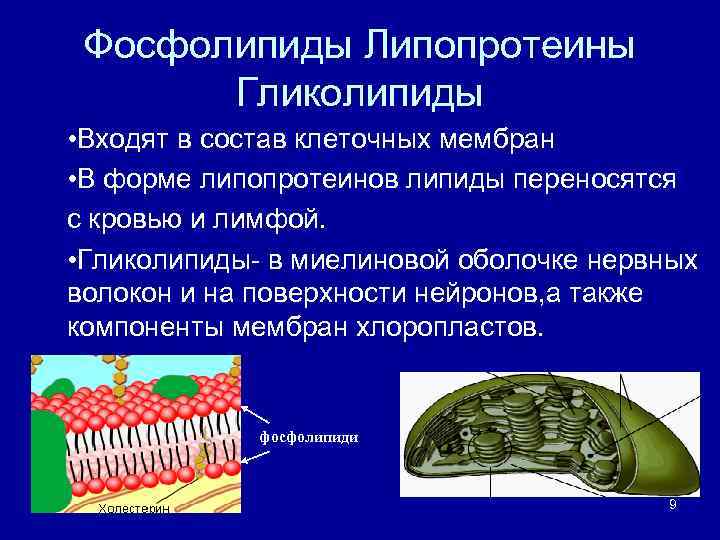  Фосфолипиды Липопротеины  Гликолипиды • Входят в состав клеточных мембран • В форме