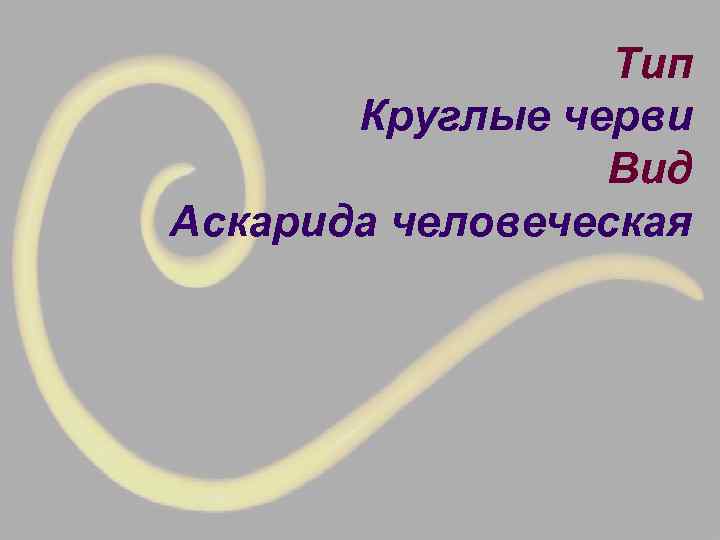    Тип  Круглые черви   Вид Аскарида человеческая 