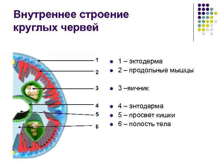 Внутреннее строение круглых червей    1  l  1 – эктодерма