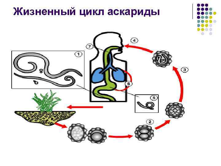 Жизненный цикл аскариды 