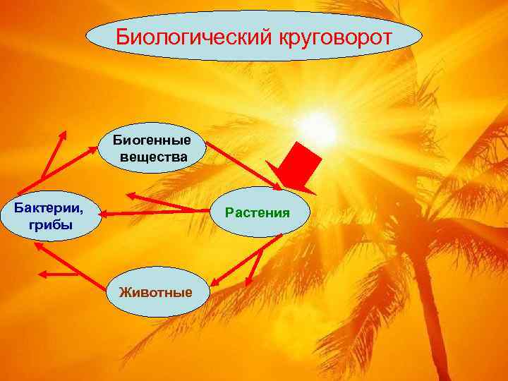   Биологический круговорот    Биогенные   вещества  Бактерии, 