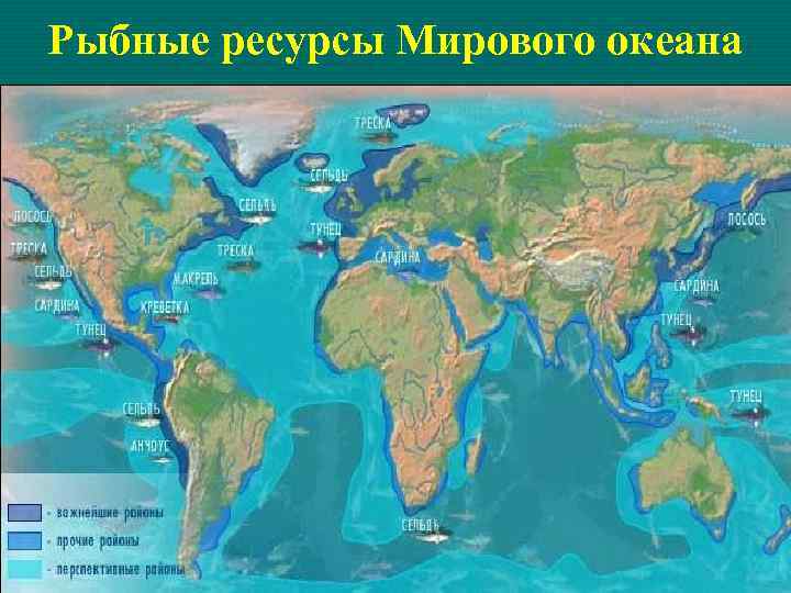 Рыбные ресурсы Мирового океана 