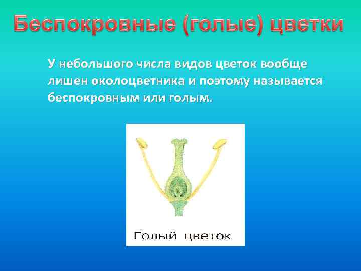 У небольшого числа видов цветок вообще лишен околоцветника и поэтому называется беспокровным или голым.