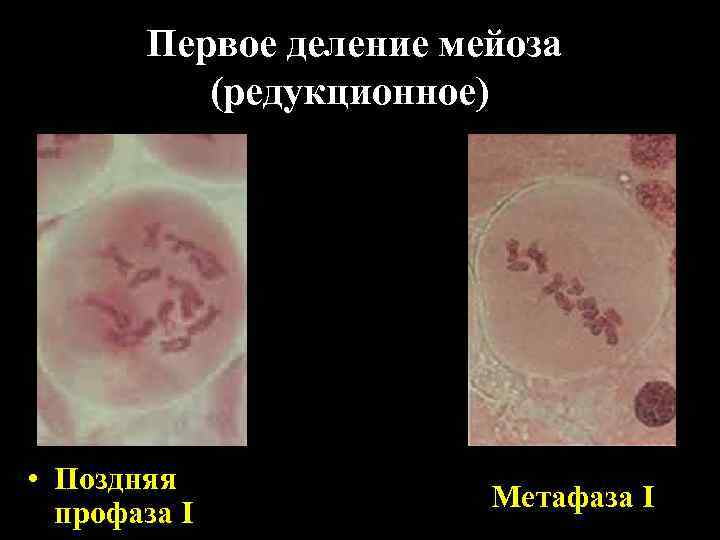 Первое деление мейоза (редукционное) • Поздняя Первое деление мейоза (редукционное) • Поздняя