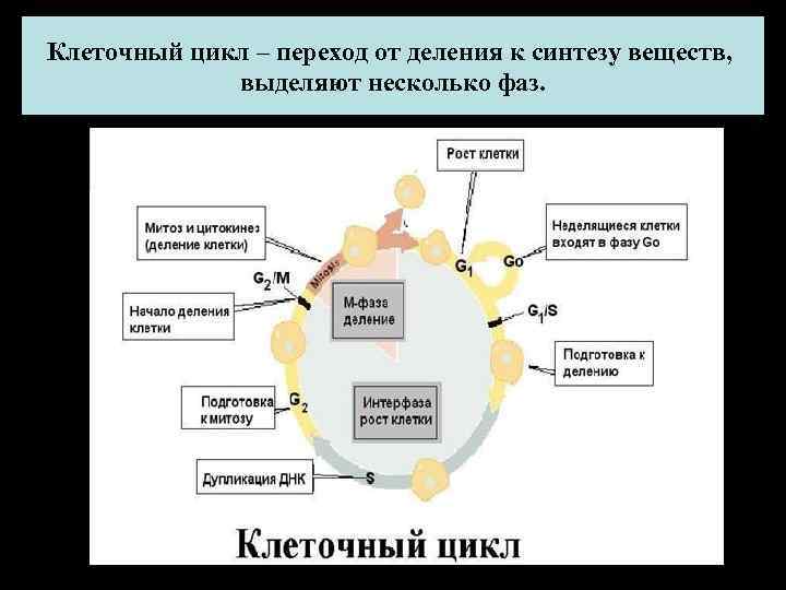 Клеточный цикл – переход от деления к синтезу веществ, выделяют несколько фаз. Клеточный цикл – переход от деления к синтезу веществ, выделяют несколько фаз.