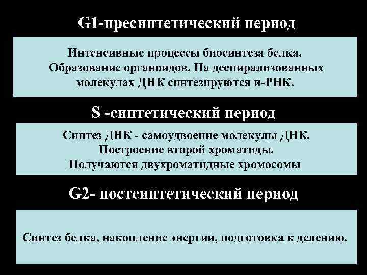 G 1 -пресинтетический период Интенсивные процессы биосинтеза белка. G 1 -пресинтетический период Интенсивные процессы биосинтеза белка.