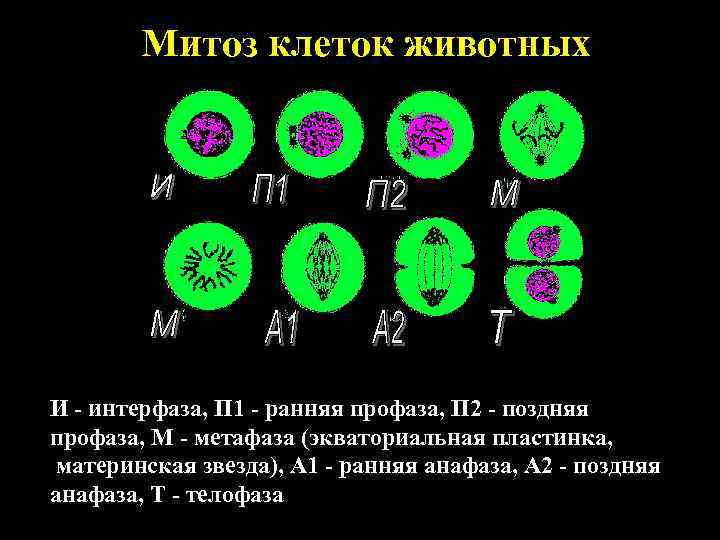 Митоз клеток животных И - интерфаза, П 1 - ранняя профаза, П Митоз клеток животных И - интерфаза, П 1 - ранняя профаза, П